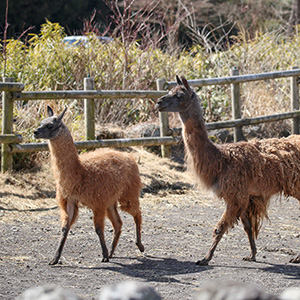 記事「ラマの親子、サファリゾーンにデビュー！！」の画像