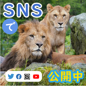 記事「公式SNSで「どうぶつ情報」を毎日、発信!フォローしてみよう!!」の画像