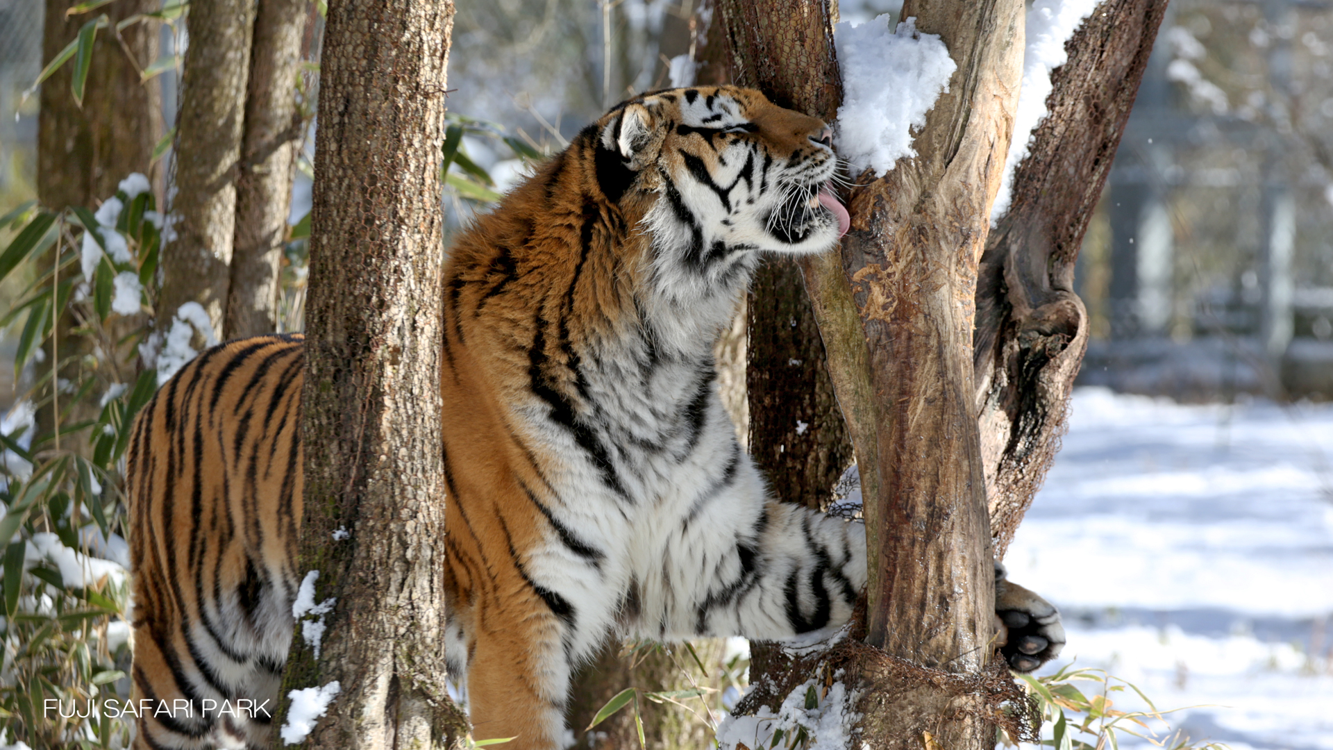 どうぶつ壁紙 富士サファリパーク 公式サイト