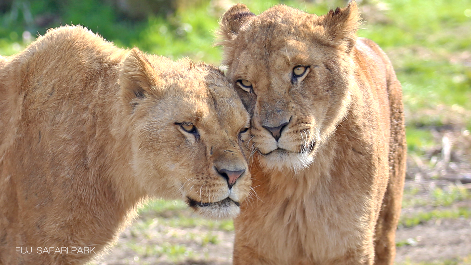 どうぶつ壁紙 富士サファリパーク 公式サイト