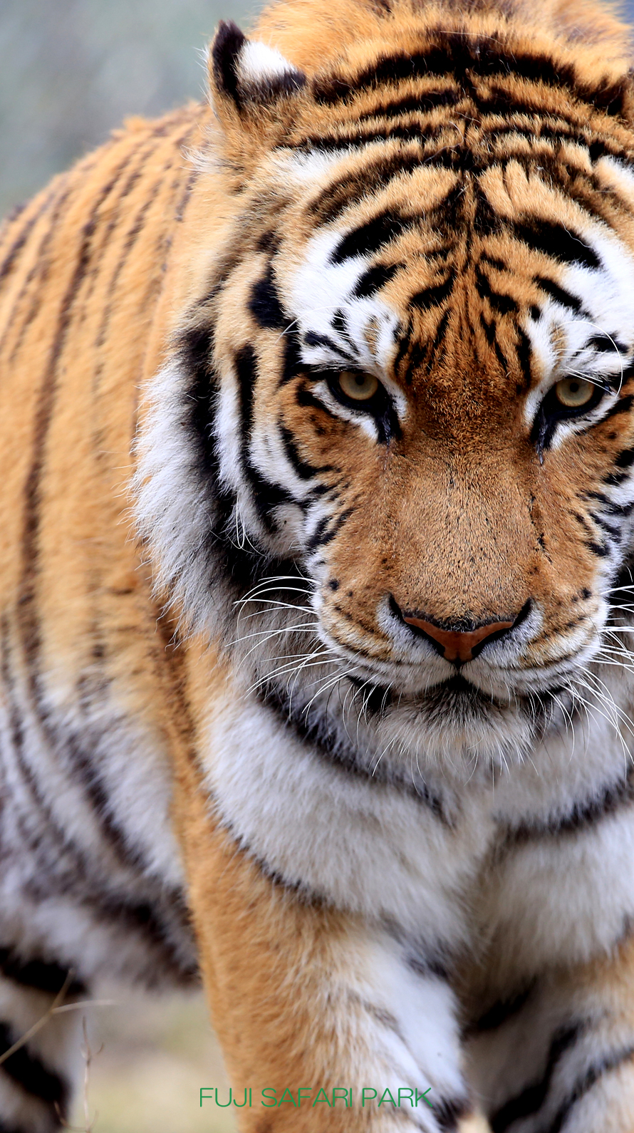 どうぶつ壁紙 富士サファリパーク 公式サイト