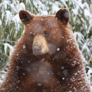 記事「雪景色の中で過ごす動物たち！」の画像