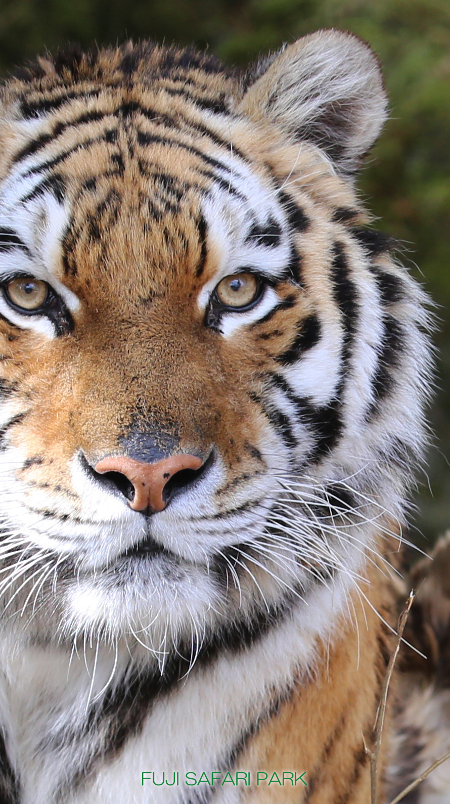 どうぶつ壁紙 富士サファリパーク 公式サイト