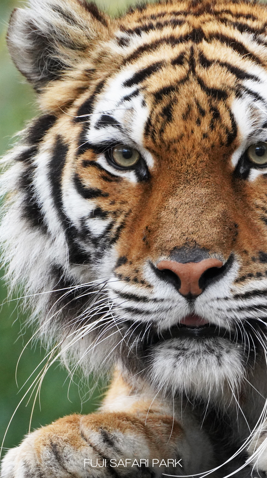 どうぶつ壁紙 富士サファリパーク 公式サイト