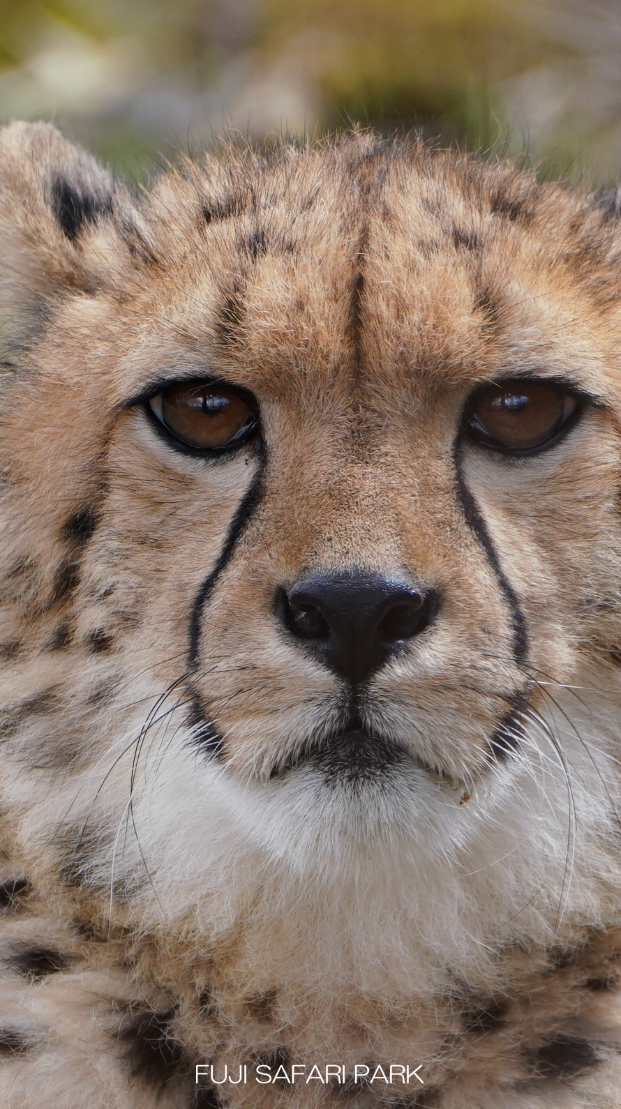 どうぶつ壁紙 富士サファリパーク 公式サイト