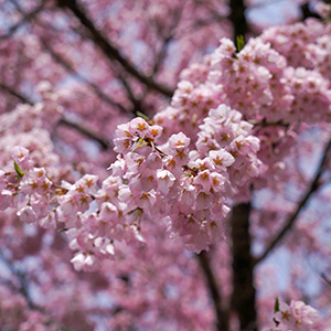 記事「園内は桜が見ごろ 🌸（4月20日現在）」の画像