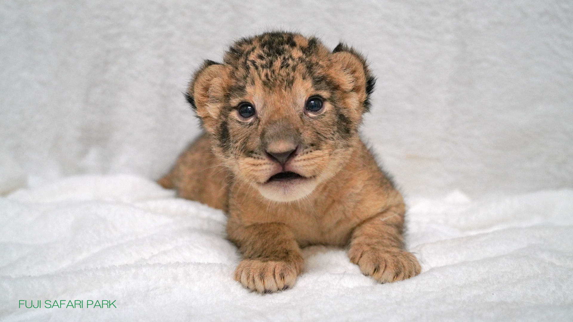 どうぶつ壁紙 富士サファリパーク 公式サイト