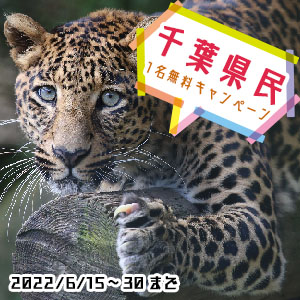 記事「千葉県民《1名無料》キャンペーン（6月15日～30日）」の画像