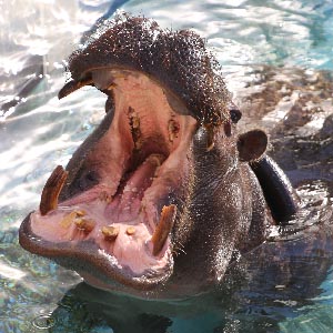 記事「「世界カバの日」イベント開催！（2月14日～20日）」の画像