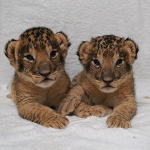 記事「ライオンの赤ちゃん誕生、7月16日から公開！」の画像