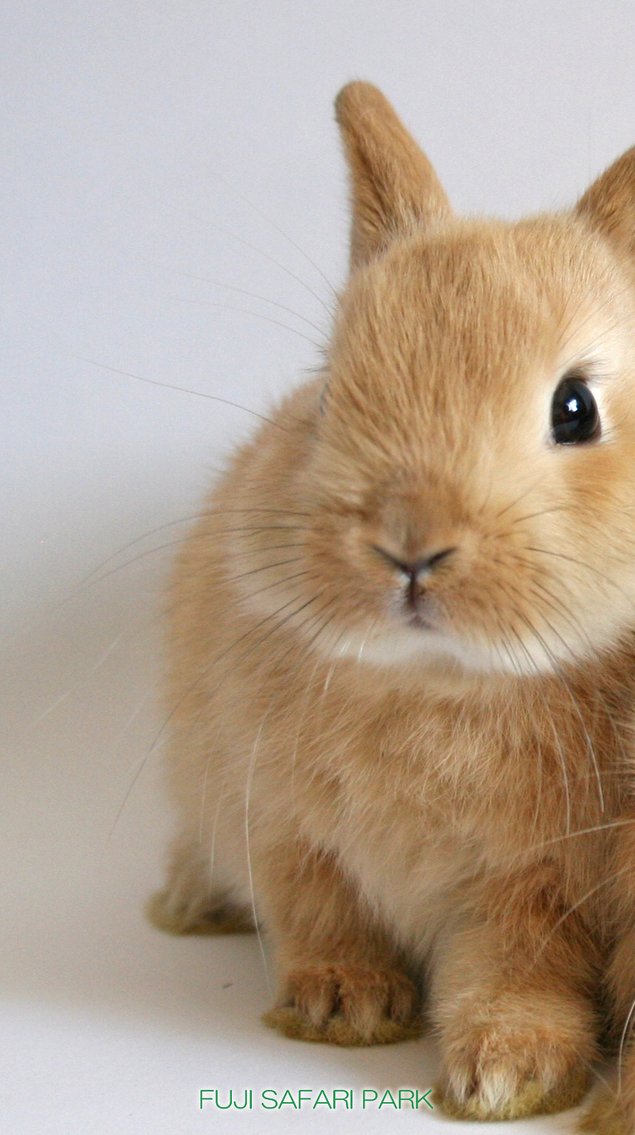 どうぶつ壁紙 富士サファリパーク 公式サイト