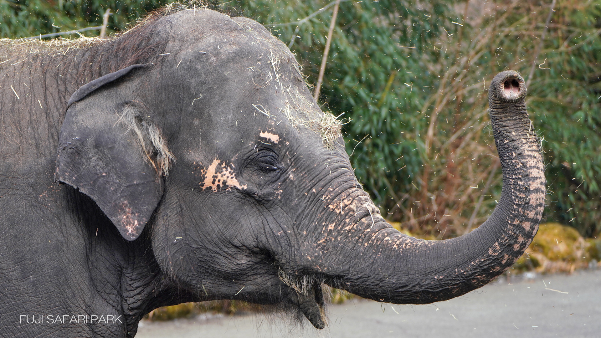 どうぶつ壁紙 富士サファリパーク 公式サイト
