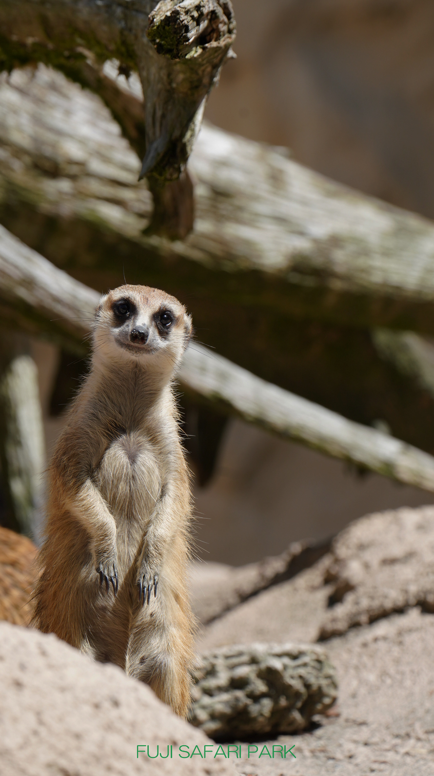 どうぶつ壁紙 富士サファリパーク 公式サイト どうぶつ壁紙 富士サファリパーク 公式サイト