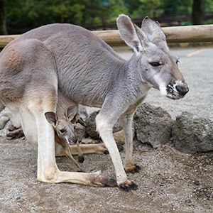 記事「アカカンガルーの赤ちゃん、続々と誕生！」の画像