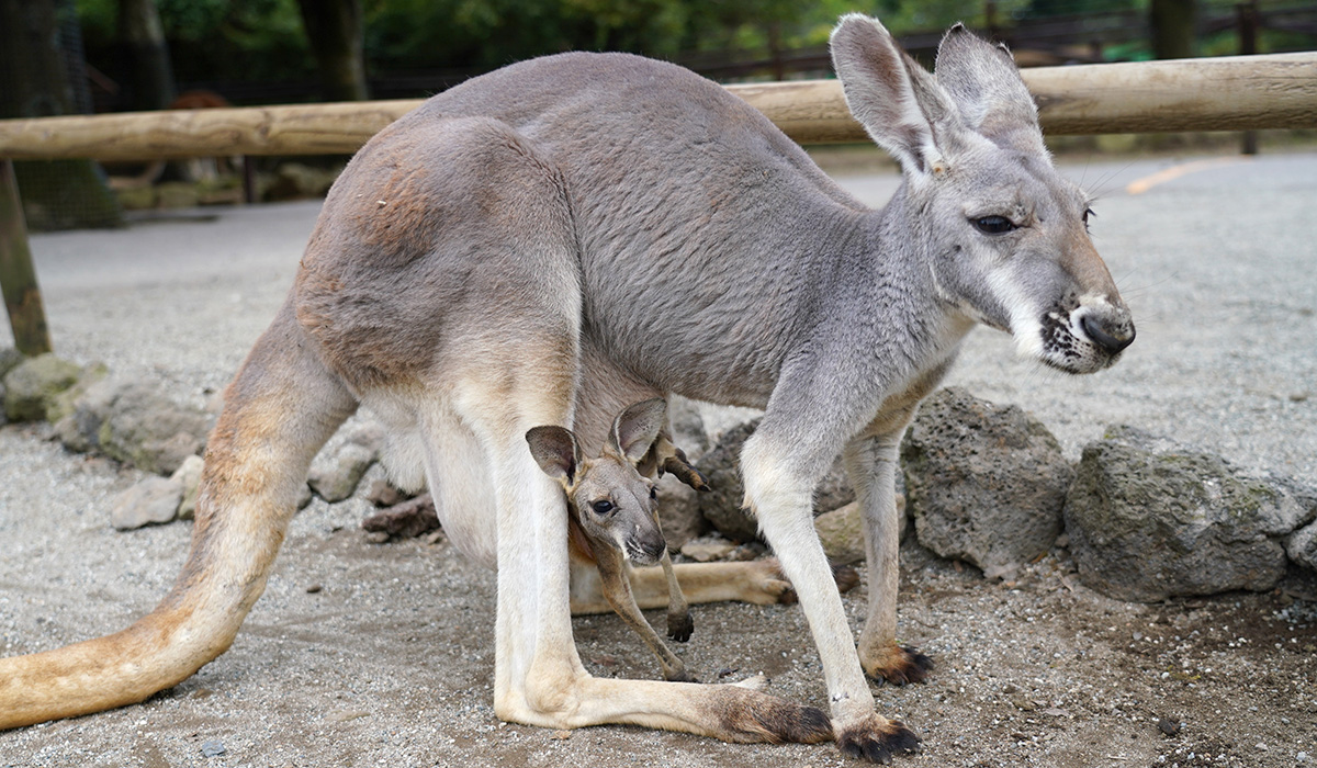 アカカンガルーの赤ちゃん公開中 富士サファリパーク 公式サイト