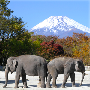 記事「今こそ しずおか 元気旅「全国旅行支援」・ふじのくに地域クーポン（10月11日～）」の画像