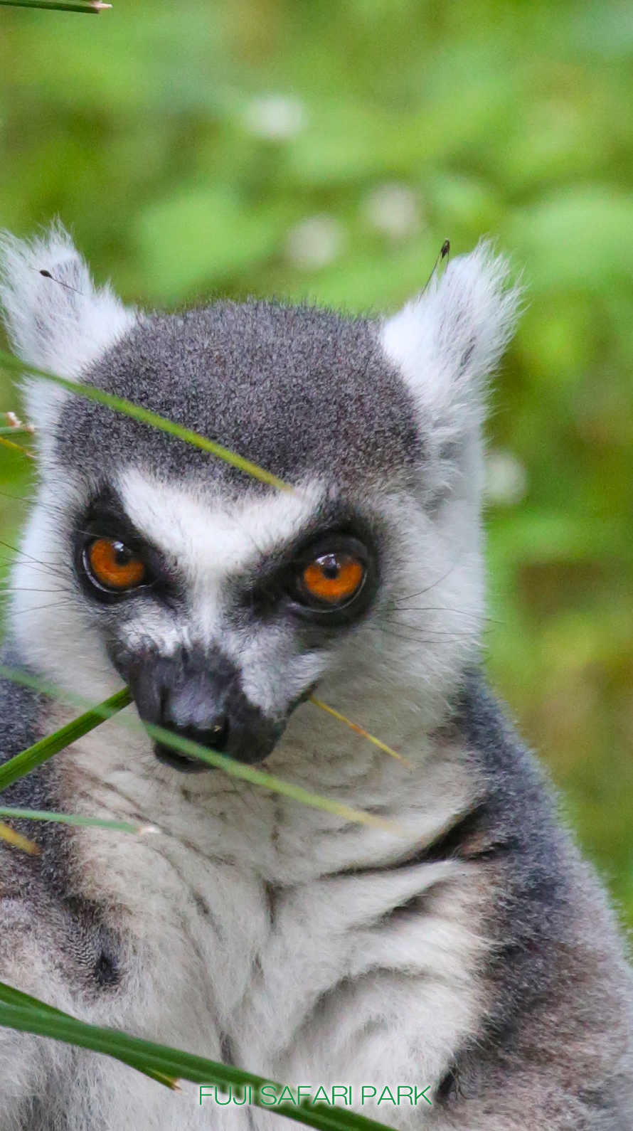 どうぶつ壁紙 富士サファリパーク 公式サイト