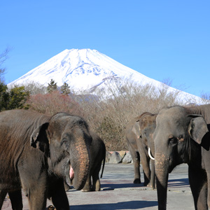 記事「今こそ しずおか 元気旅「全国旅行支援」・ふじのくに地域クーポン（6月30日まで）」の画像