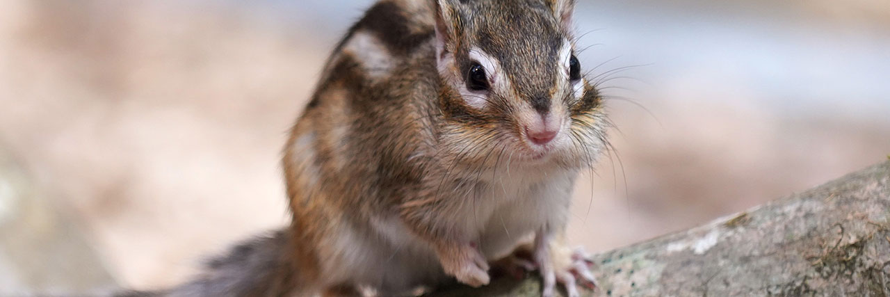 シマリス - 富士サファリパーク 公式サイト
