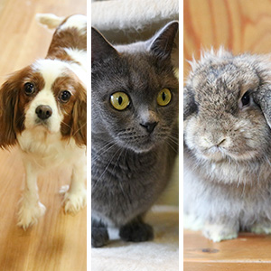 記事「「イヌ・ネコ・ウサギの館」Web予約受付開始！（6月10日分から）」の画像