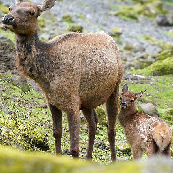 ワピチの赤ちゃん続々誕生！（公開中） - 富士サファリパーク 公式サイト