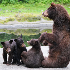 記事「アメリカグマの親子、7月7日（金）から公開！」の画像