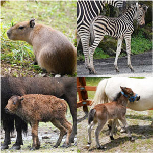 記事「園内各所で「動物の親子」の微笑ましい姿を観察！」の画像