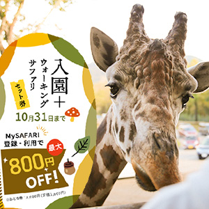 記事「「入園＋ウォーキングサファリ」のお得なプラン！（10月1日から）」の画像