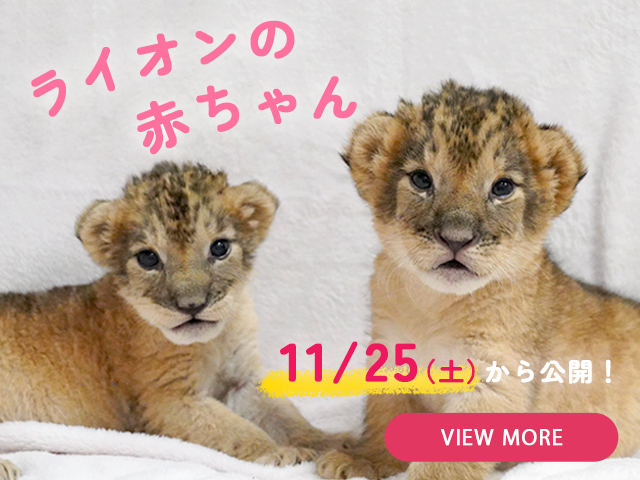 メインイメージ