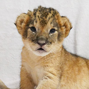 記事「ライオンの赤ちゃん、11月25日から公開！」の画像