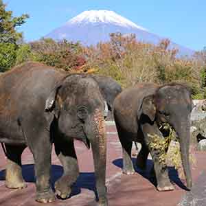 記事「富士山を眺めながら、秋のサファリドライブ!」の画像
