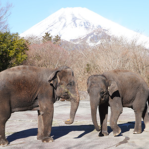 記事「年末年始の入園受付時間（12月29日～1月8日）」の画像