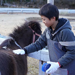 記事「アメリカン・ミニチュアホースの飼育体験！」の画像