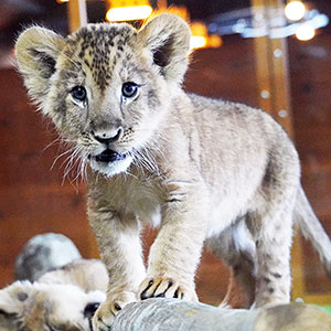 記事「ライオンの赤ちゃん・特別展示　2月12日まで！」の画像