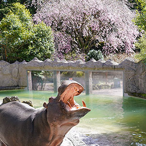 記事「園内で桜（シダレザクラ・ヤマザクラ）が見頃！」の画像