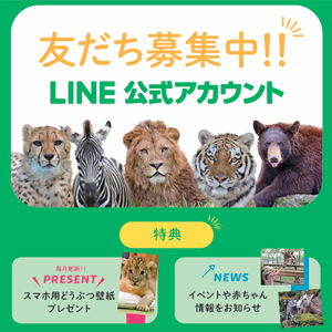 記事「LINE公式アカウント、はじめました！」の画像