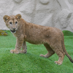 記事「昨年11月生まれのライオン3頭・特別展示！（4月27日～5月12日）」の画像