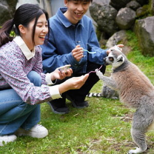 記事「ワオキツネザル・ミーアキャットの「限定エサあげ体験」！（4月20日から）」の画像