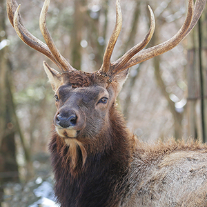 記事「2025年12月 スマホ&PC用「どうぶつ壁紙」プレゼント!」の画像