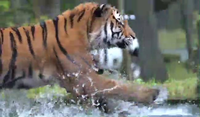 オーダー受付(サファリ) ジャングルバス｜【公式】アフリカンサファリ｜大分県