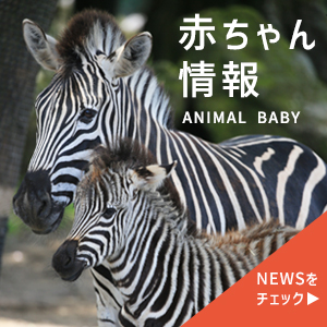 赤ちゃん情報