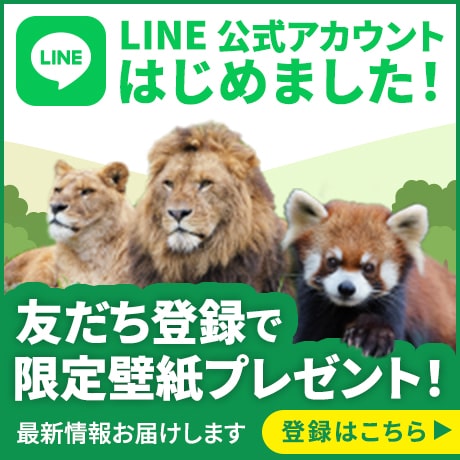 LINE公式アカウントはじめました！