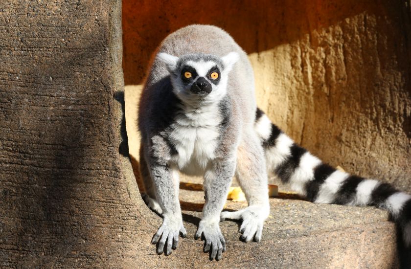 Gallery and Movie メインイメージ