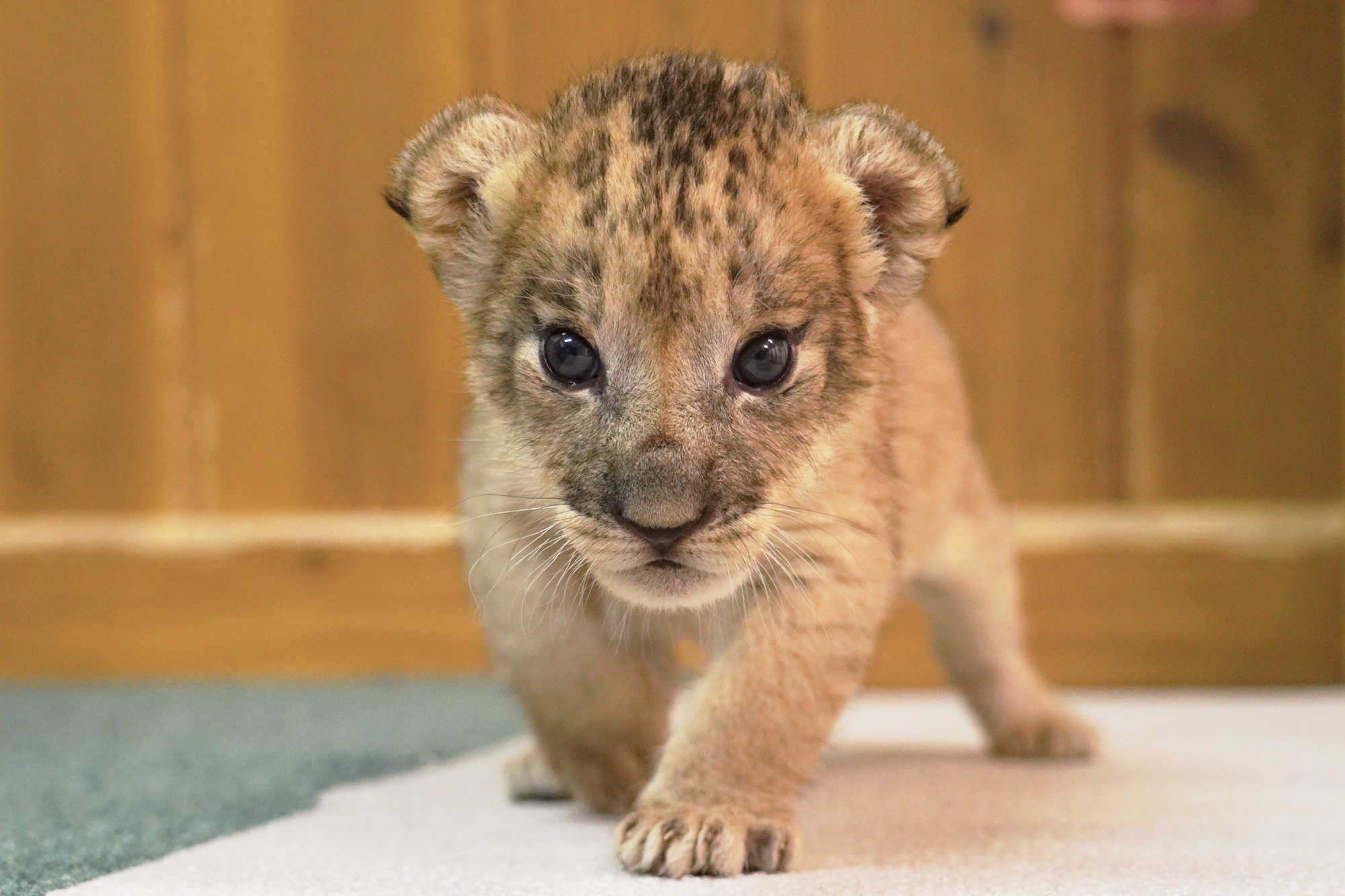 ライオンの赤ちゃん誕生！4月21日から特別公開！！ - 富士