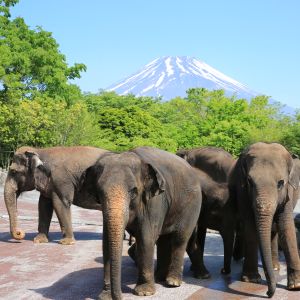 記事「GW期間の入園受付時間(4月26日~5月6日)」の画像