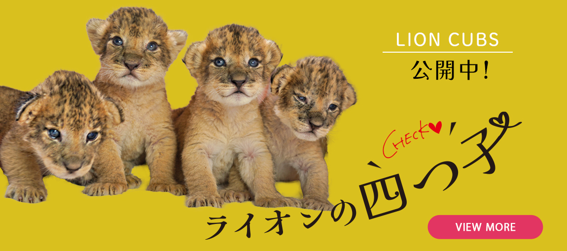 メインイメージ