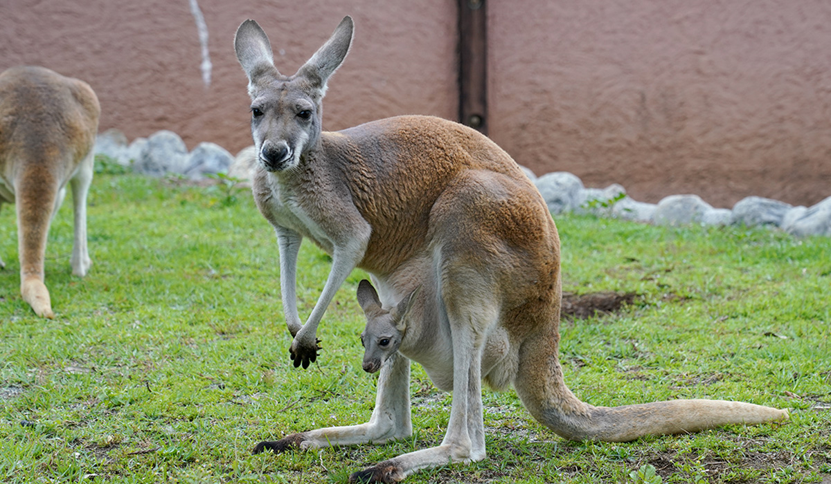 アカカンガルーの赤ちゃん誕生！（公開中） - 富士サファリパーク 公式