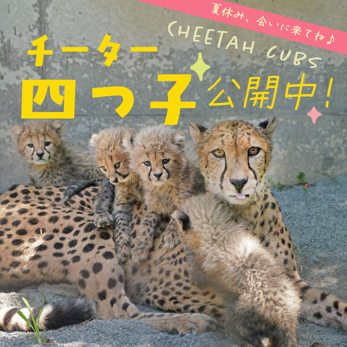 チーター親子・7月19日（土）から公開！ - 富士サファリパーク 公式サイト