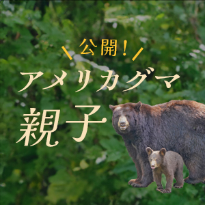 記事「アメリカグマの親子、7月5日（土）から公開！」の画像