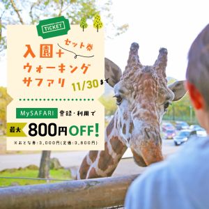 記事「「入園＋ウォーキングサファリ」のお得なプラン！（9月1日～11月30日）」の画像